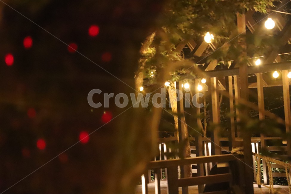lighting,조명,나무,플레어,flare,식물,자연,plants,nature,나무,trees,wood