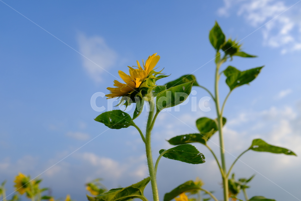 꽃,해바라기,노란해바라기,노란꽃,해바라기밭,식물,자연,하늘,식물,자연,plants,nature,꽃,flower