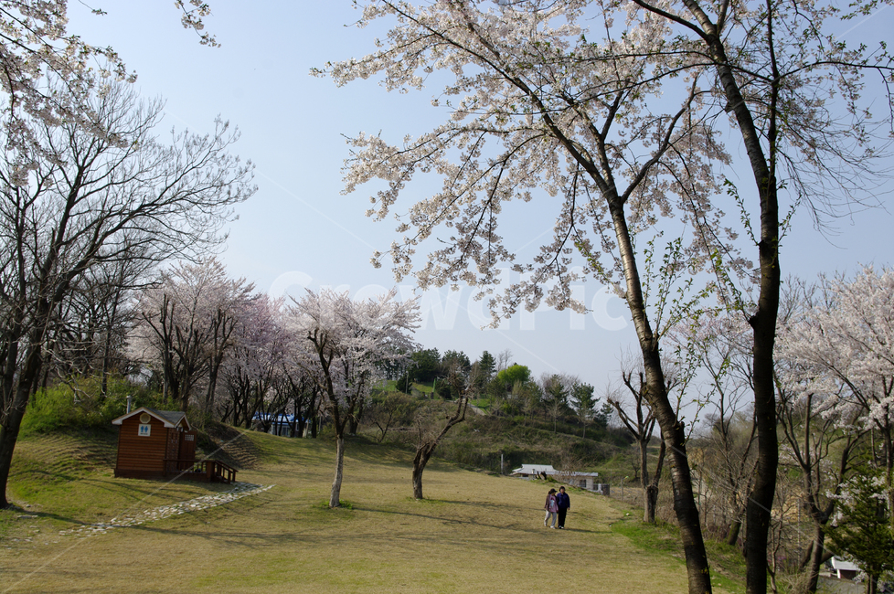 봄,벚꽃,나무,꽃,flower,식물,봄,계절,spring,season,자연,풍경,nature,landscape,사람,인물,인간,human,person,plant