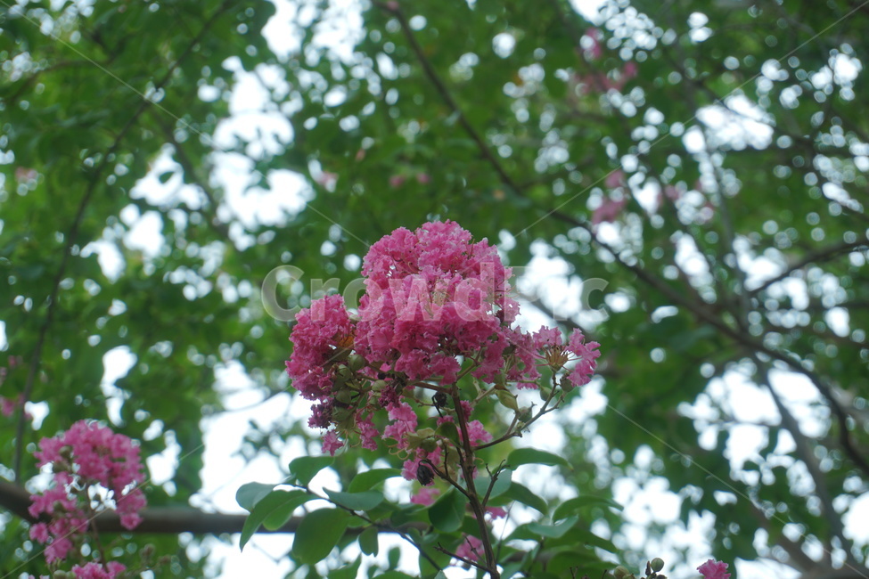 plant,식물,꽃,flower,자연,식물,자연,plants,nature,꽃,flower