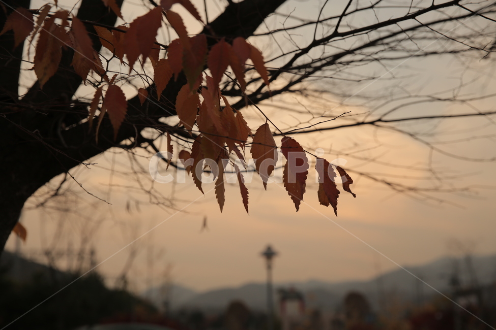 낙엽,노을,가을,단풍,저녁,풍경,가을,계절,fall,autumn,season,자연,풍경,nature,landscape,leaf,잎,plant,식물