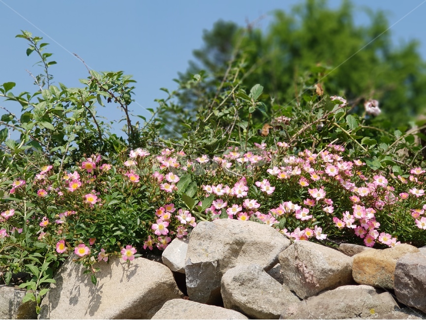 외암리,풍경,5월,맑음,꽃,식물,자연,plants,nature,꽃,flower
