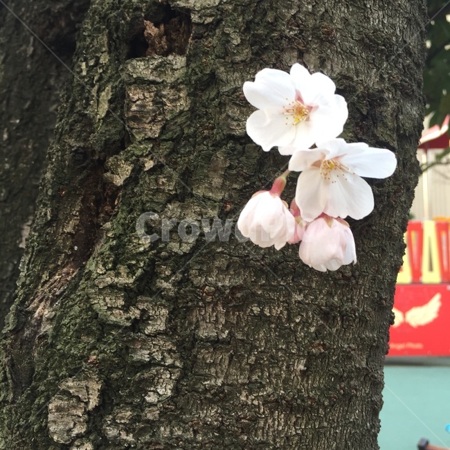 꽃,자연,나무,벛꽃,봄,식물,자연,plants,nature,꽃,flower