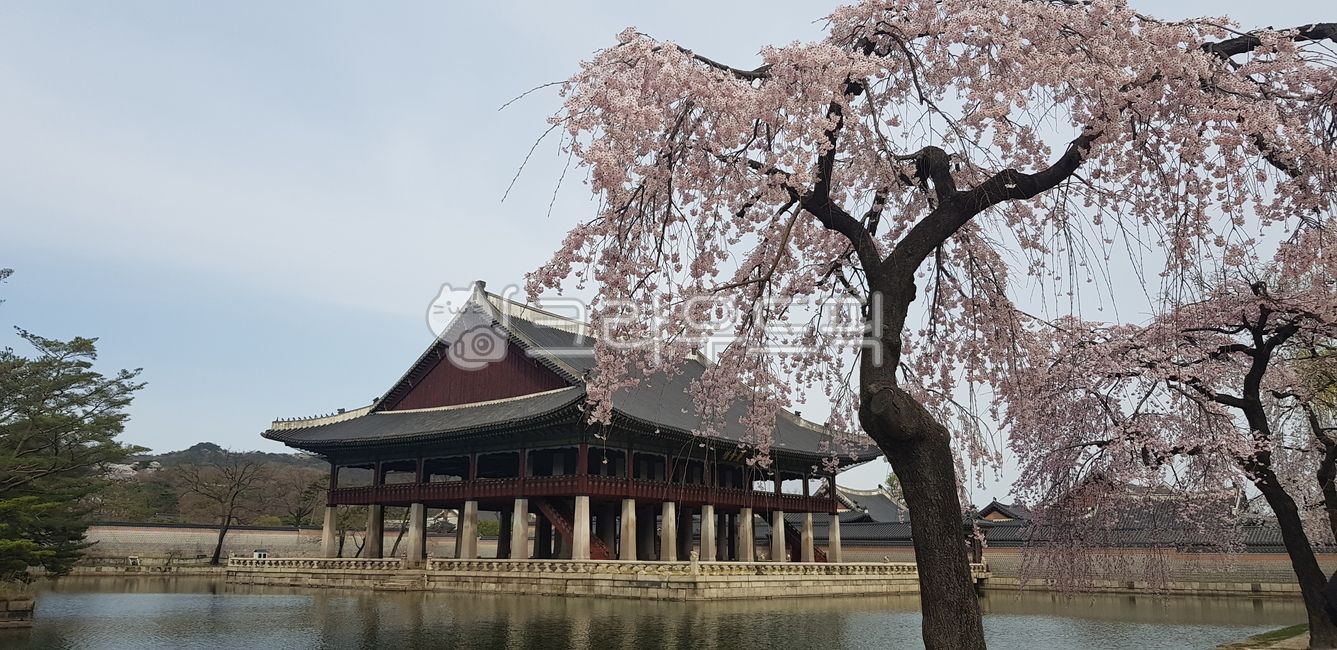 cherry tree,Cherry Blossom,Gyeonghoeru,tree,Gwanghwamun,spring,background,plant,palnt,Wallpapers