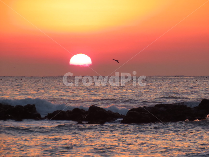 새해,바다,겨울바다,감성사진,희망찬새해,자연,풍경,nature,landscape,한국자연풍경,한국자연경관,korea nature landscape,outdoors,옥외,sunlight,햇빛,red sky,붉은 하늘,sky,하늘,sunset,일몰,dawn,새벽,dusk,황혼,bird,새,animal,동물