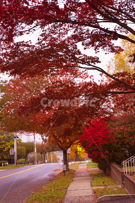 tree,나무,plant,식물,maple,단풍,가을,계절,fall,autumn,season