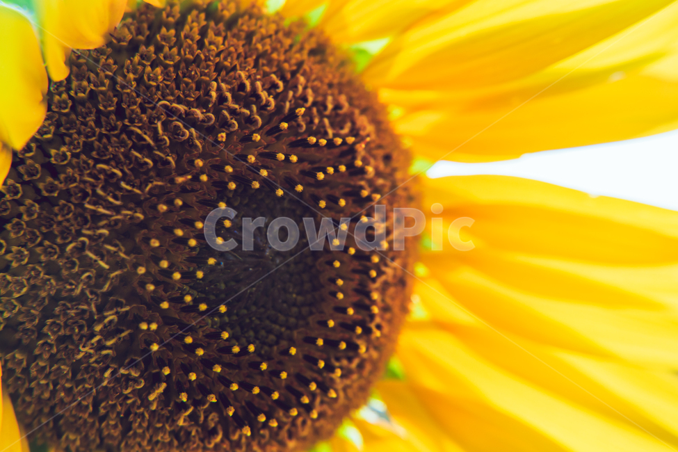 해바라기,들판,햇빛,sunflower,화사한,그린,green,sun,렌즈플레어,초록,꽃,flower,싱그러움,식물,자연,plants,nature,꽃,flower