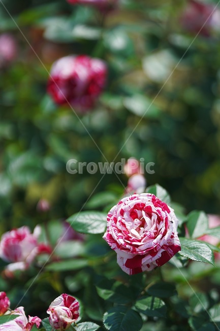 장미,꽃,분홍꽃,rose,flowe,r붉은,빨간색,아웃포커스,감성,보케,자연,색감,식물,자연,plants,nature,꽃,flower