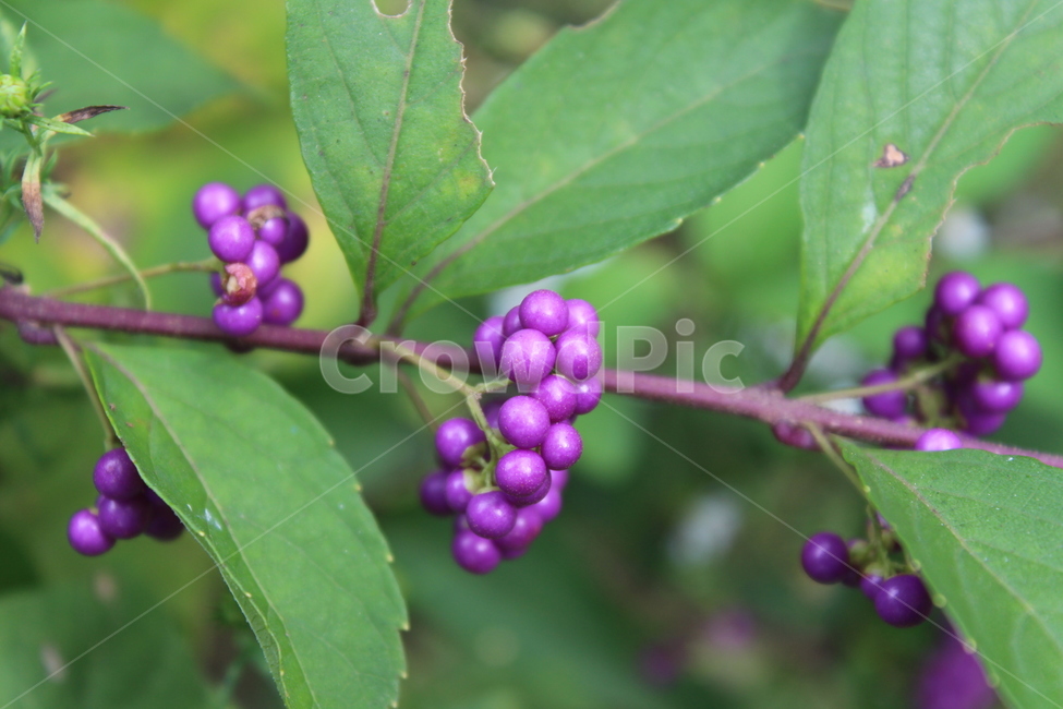 plant,식물,purple,보라색,열매,꽃,flower,과일,열매,fruit