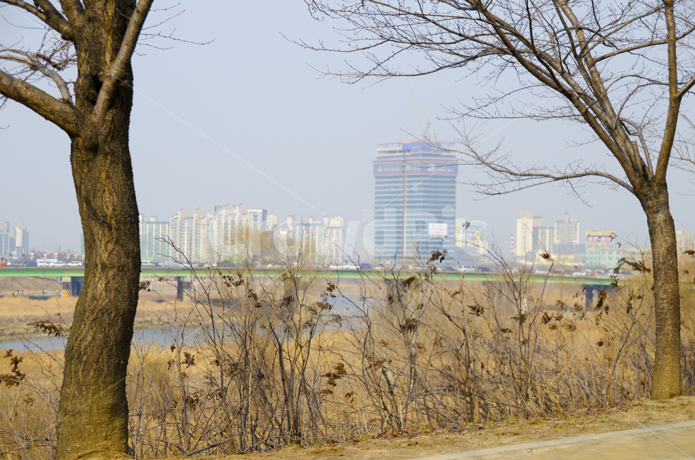햇빛,자연,식물,나무,야외,억새,나뭇가지,앙상한,건물,가을,계절,fall,autumn,season,도시,풍경,city,landscape,한국도시풍경,한국도시경관,korea cityscape,식물,자연,plants,nature,나무,trees,wood,plant,tree,tree trunk,나무 줄기