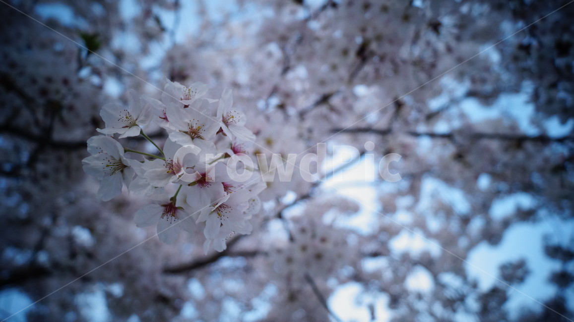 벚꽃,하늘,나뭇가지,포커스,봄,필름느낌,봄,계절,spring,season,식물,자연,plants,nature,꽃,flower,나무,trees,wood,plant,blossom