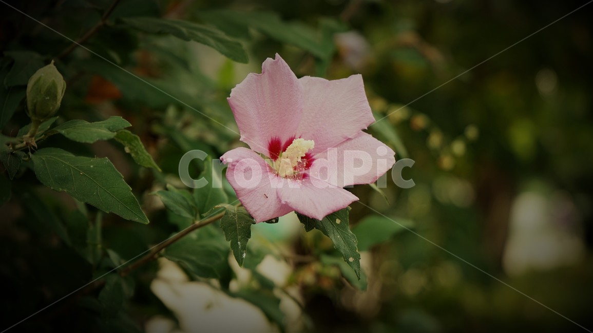 무궁화,나라꽃,국화,식물,꽃,대한민국,flower,plant,Korea,beautiful,식물,자연,plants,nature,꽃,flower