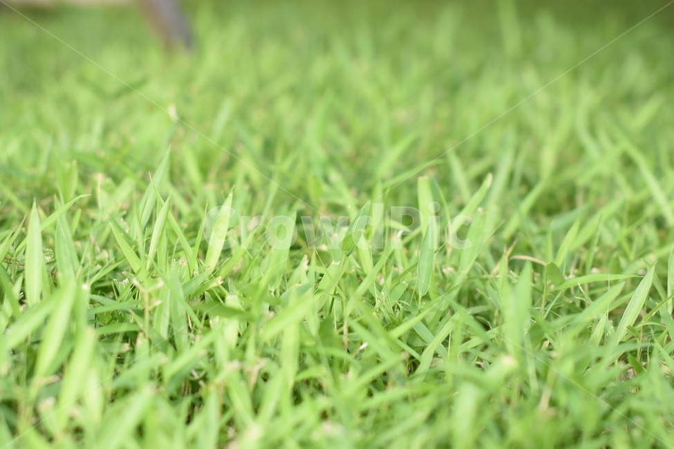 grass,녹색,잔디,그린,green,잔디밭