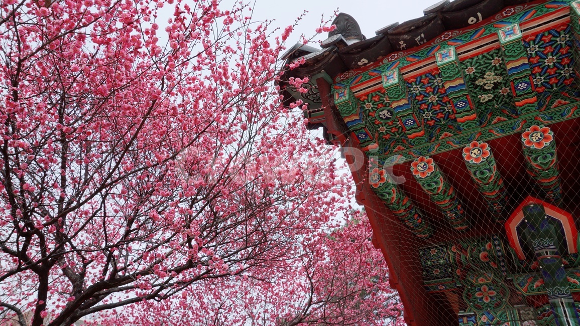 봄꽃,홍매화,봄풍경,풍경,절,꽃,봄,계절,spring,season,한국전통,한국문화,korean traditional,korean culture,식물,자연,plants,nature,꽃,flower,나무,trees,wood,건축물,건물외관,exterior,building,structure,architecture,construction,plant