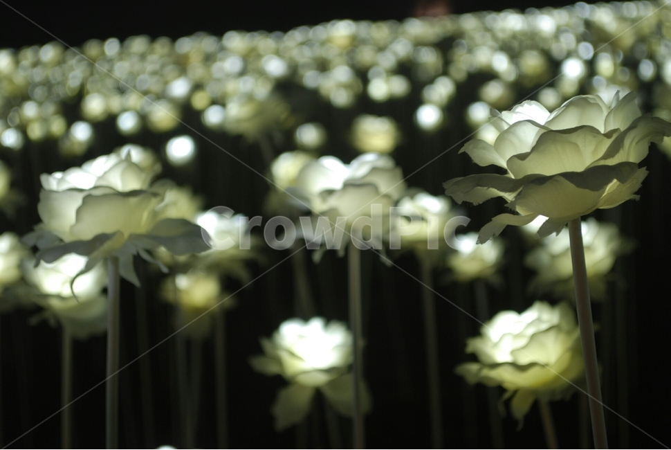 동대문ddp,ddp,꽃,flower,조명꽃