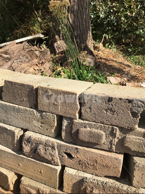 brick,벽돌,wall,벽,은행나무,나무,자연