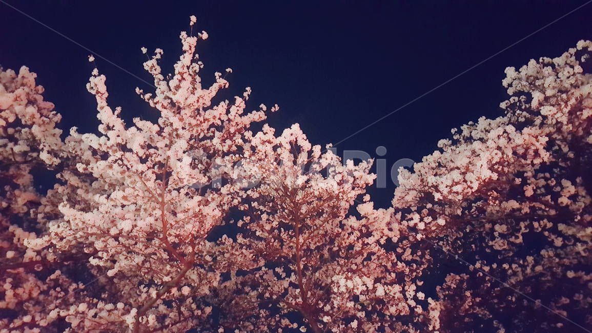 벚꽃,팝콘벚꽃,벚꽃팝콘벚꽃밤꽃,꽃,봄꽃,봄,계절,spring,season,자연,풍경,nature,landscape,야경,밤,nightscape,night,plant,식물,flower,blossom,cherry blossom