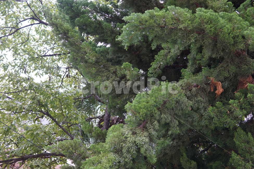 나무,tree,green,녹색,푸른,싱그러운,시원한,열매,잎파리,잎사귀,꽃,야자수,향나무