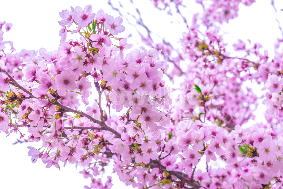 나무,자연,벚꽃,cherryblossom,sakuro