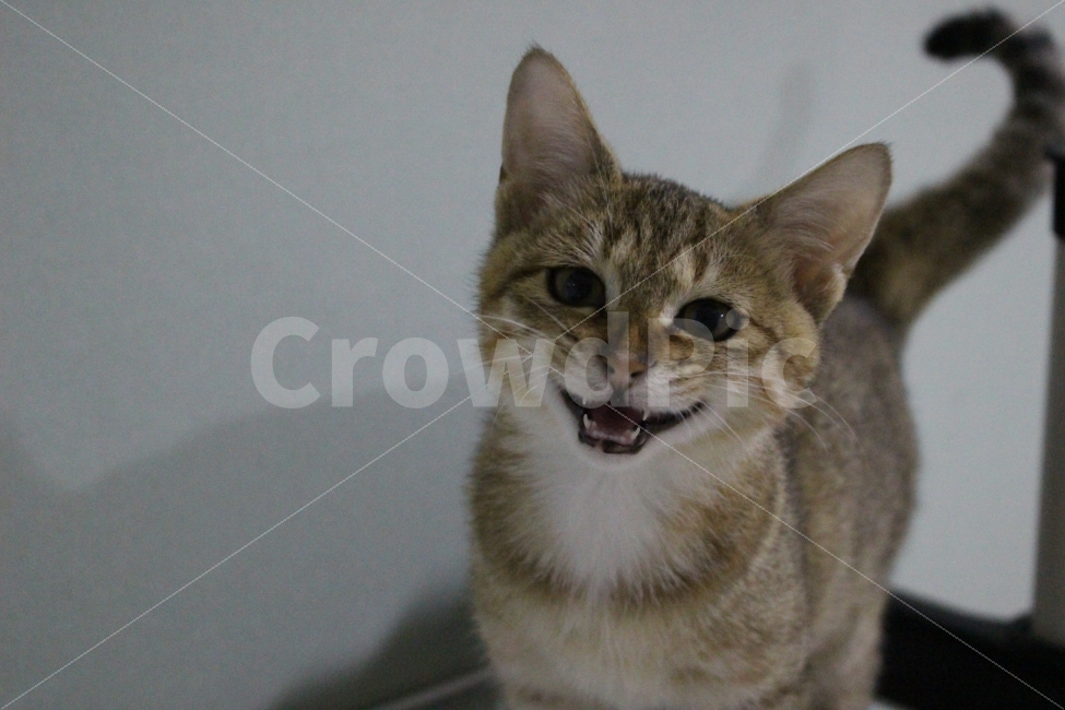고양이,반려동물,유기묘,길냥이,애완동물,cat,pet,kitten,아기고양이,코숏,코리안숏헤어,동물,animal,고양이,cat,kitten,kitty,포유류,mammal