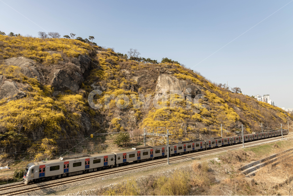 yellowforsythia,Spring background,yellow flower,yellow,flower garden,spring,spring flowers,mountain,runningtrain,train,yellow forsythia,yellowflower,Eungbong Forsythia,sping,flower,forsythia,Eungbongsan Mountain,subway,plant