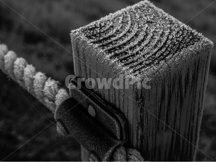서리,서릿발,말뚝,경계,나무,겨울,나이테,감성,계절,겨울,계절,winter,season,나무,trees,wood,흑백,모노톤,monochrome,black and white