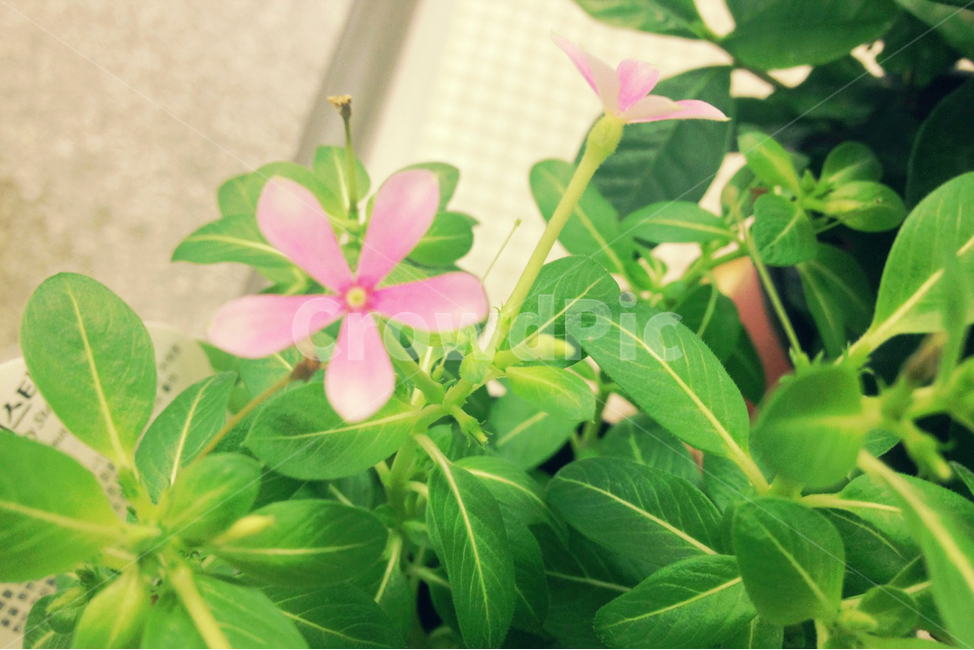 꽃,분홍색,화분,잎사귀,그린,초록,배경,백그라운드,flower,background,식물,자연,plants,nature,꽃,flower