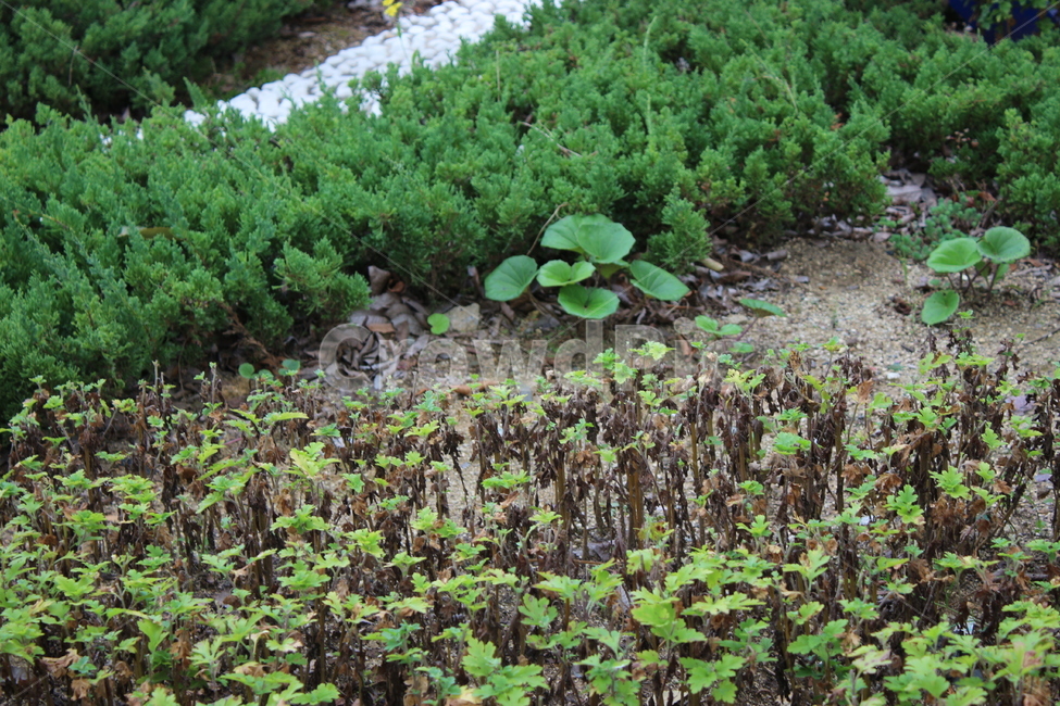 식물,plant,나무,tree,잎,잎사귀