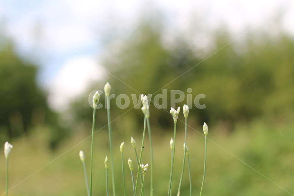 plant,식물,파,자연,녹색,꽃순,식물,자연,plants,nature,꽃,flower