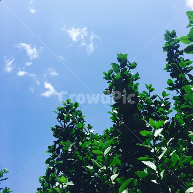 나무,tree,자연,하늘,햇빛,초록