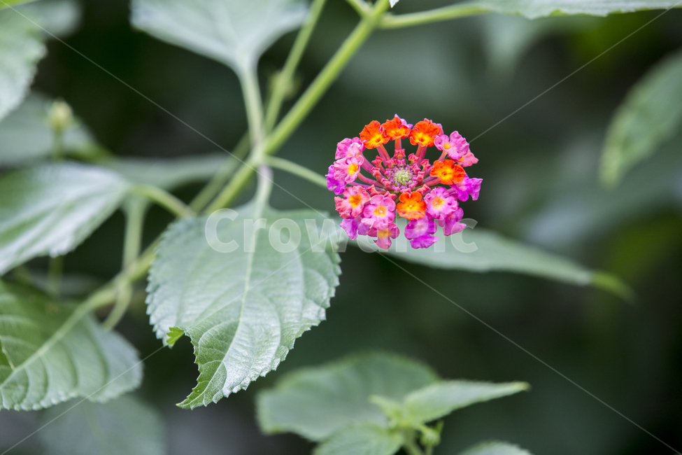 란타나카마라,꽃,flower,정원,lantanacamara,plant,식물,식물,자연,plants,nature,꽃,flower