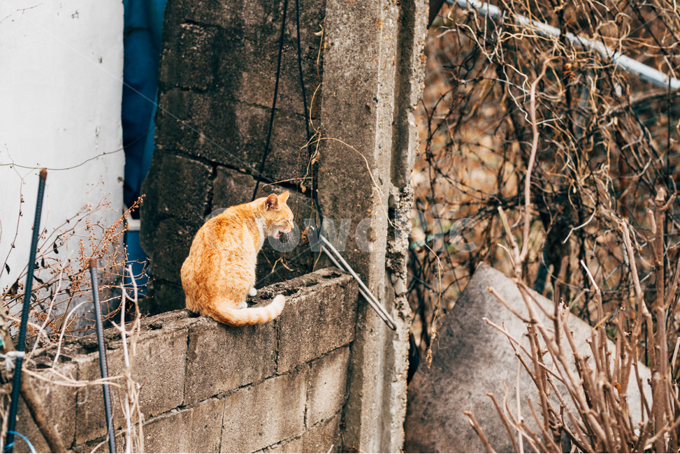 고양이,길고양이,시골고양이,고양이사진,풍경사진,골목길,길냥이,동물,animal,포유류,mammal,고양이,cat,kitten,kitty,감성,sensible,feeling