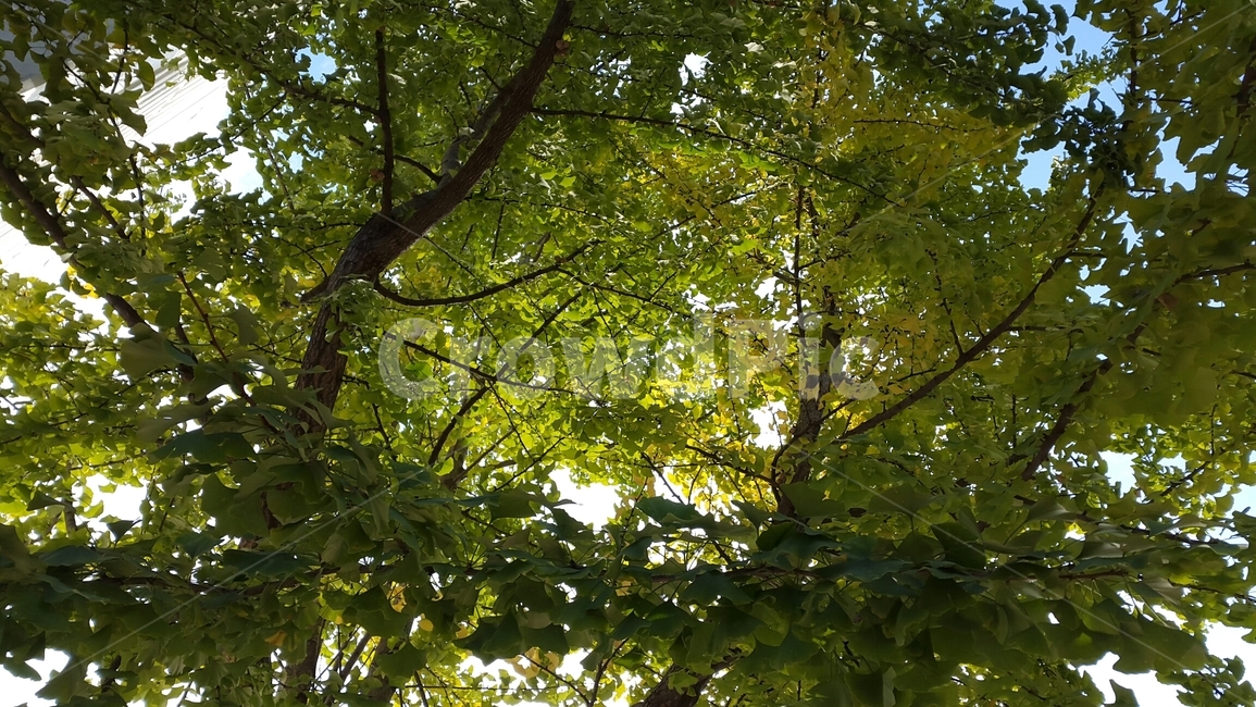 피톤치드,햇살,울창한,여름,봄,나무,우거진,나무숲