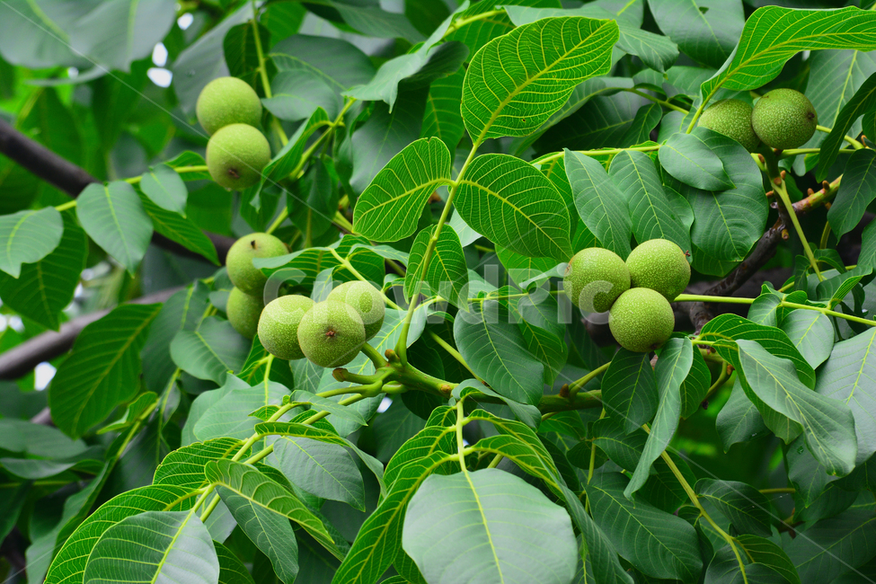 호두,과일,나무열매,고소한,견과류,건강식품,walnut,fruit,빵재료,신선한,과수원,호두나무,호두과자,식물,자연,plants,nature,음식,식재료,요리,food,cook,meal,dishes,food reserves,과일,열매,fruit
