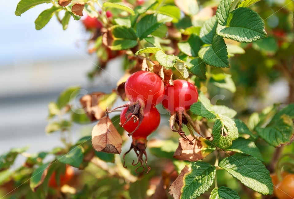 석류,과일,열매,가을,새콤한,신맛,석류나무,나뭇잎,나무,자연,pomegrante,파미그래니트,시큼한,달콤한,작은,미니,앙증맞은,식물,붉은,빨간,강렬한,음식,식재료,요리,food,cook,meal,dishes,food reserves,과일,열매,fruit