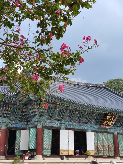 절,송광사,꽃,배롱나무,백일홍,plant,식물,나무,하늘,진분홍색,초록색,나뭇잎,꽃잎,한국전통,한국문화,korean traditional,korean culture