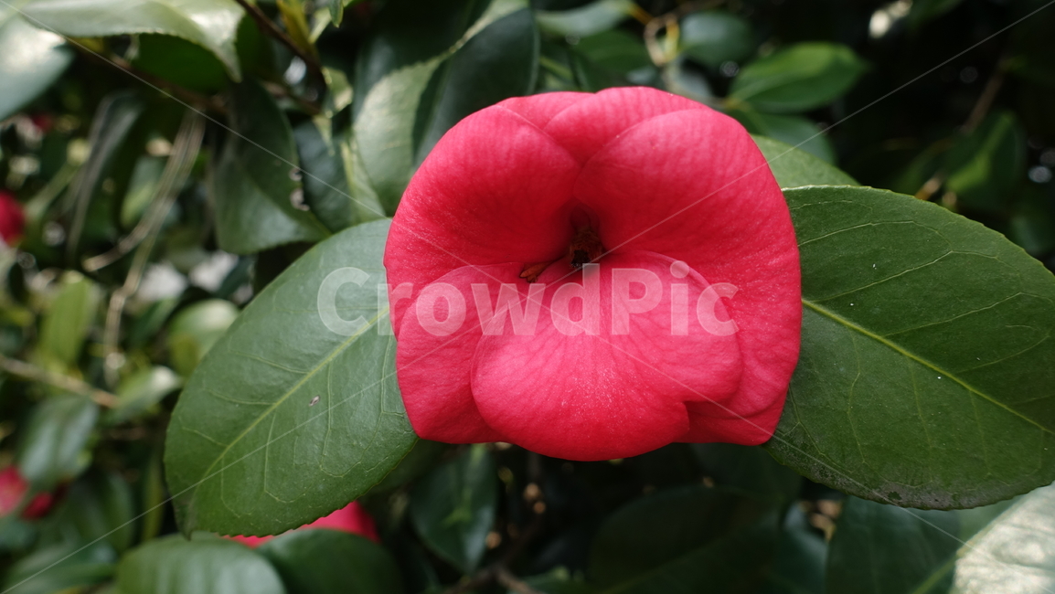 동백,동백꽃,꽃,식물,동백나무,식물,자연,plants,nature,꽃,flower