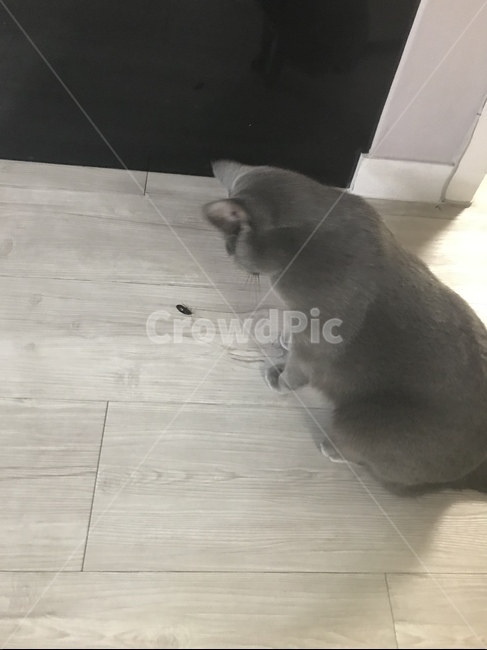 고양이,회색고양이,고양이놀이,벌레잡기,벌레