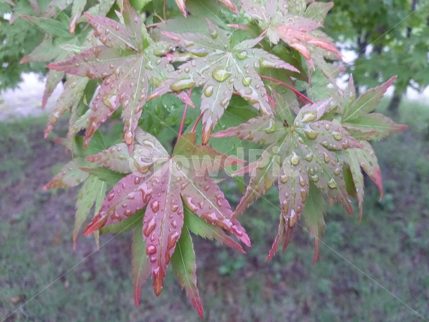 leaf,잎,plant,식물,tree,나무,단풍,식물,자연,plants,nature
