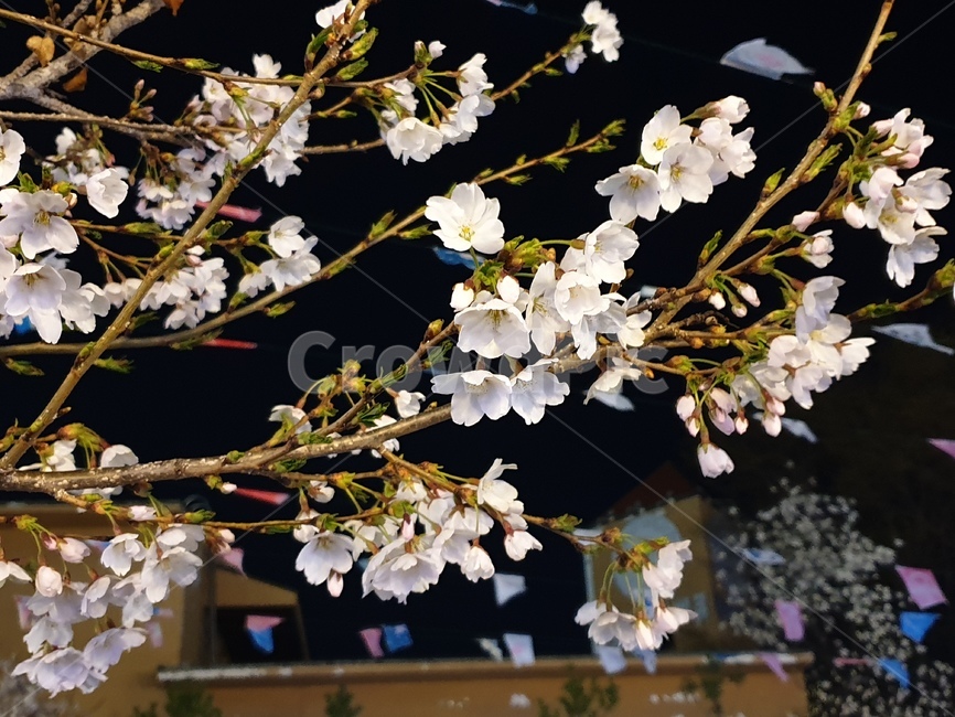 벚꽃,봄,꽃,벚꽃엔딩,저녁,flower,spring