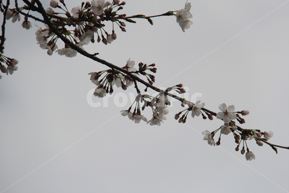 벚꽃,꽃,봄,spring,flower,blossom,식물,자연,plants,nature,꽃,flower