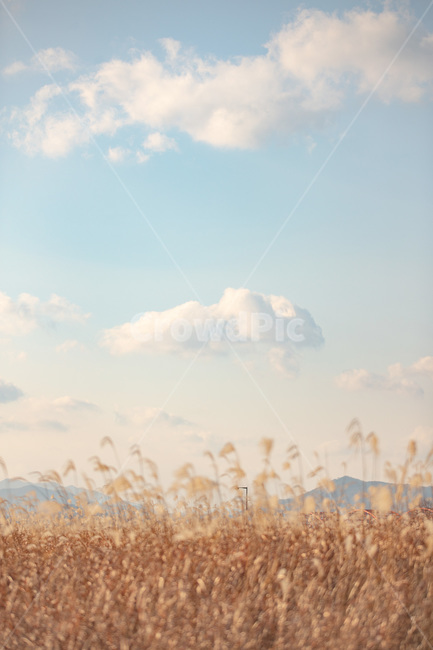 갈대밭,하늘,들판,자연,구름,가을,갈대,식물,plant,cloud,sky,가을,계절,fall,autumn,season