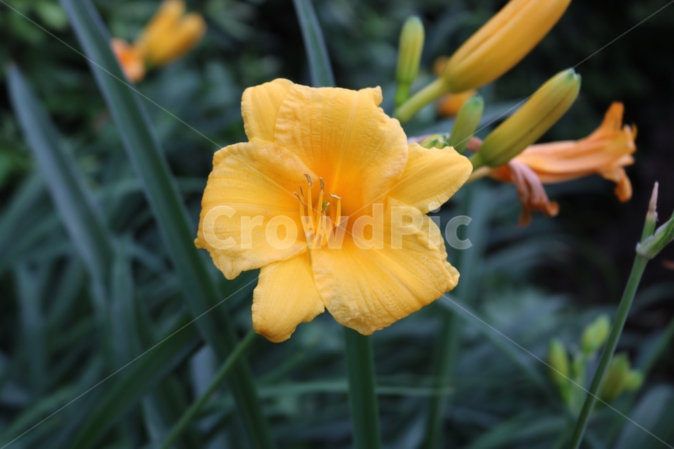꽃,식물,자연,주황,초록,flower,plants,nature,orange,green,hana,shokubutsu,orenziiro,midori,노랑,yellow,kiiro,식물,자연,plants,nature,꽃,flower