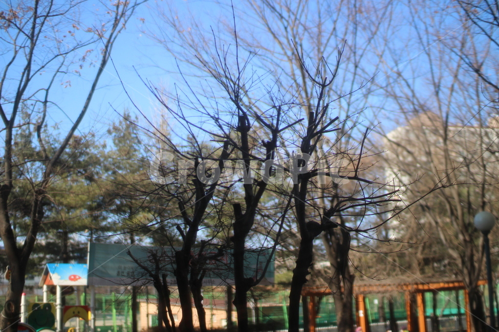 풍경,나무,자연,쉼터,집주변,식물,자연,plants,nature