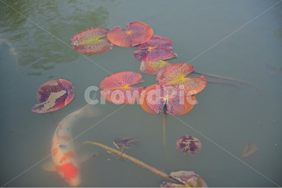 plant,식물,blossom,flower,꽃,물고기,금붕어,연잎,유영,연못,어류