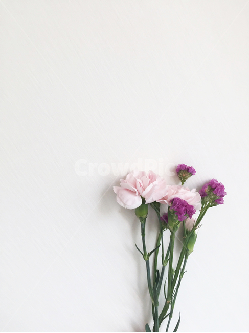 카네이션,스승의날,어버이날,프레임,여백,핑크,보라,꽃,carnation,parentsday,teachersday,frame,space,blank,pink,flower