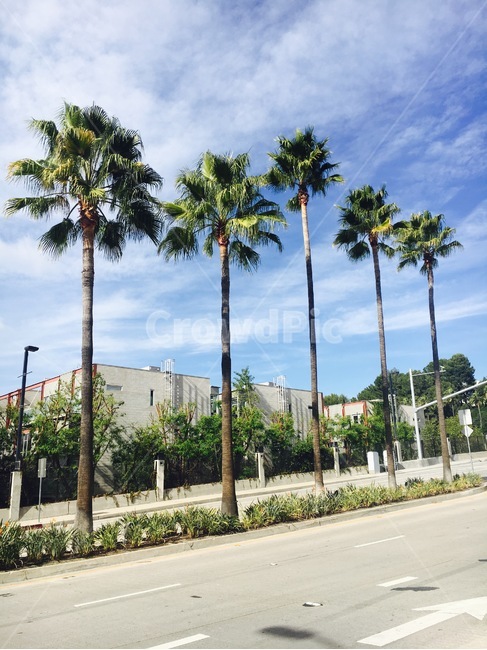 summer,여름,plant,식물,palmtree,tree,나무,arecaceae,landscape,scenery,scene,view,미국,풍경,야자수,건물,도로,building,america