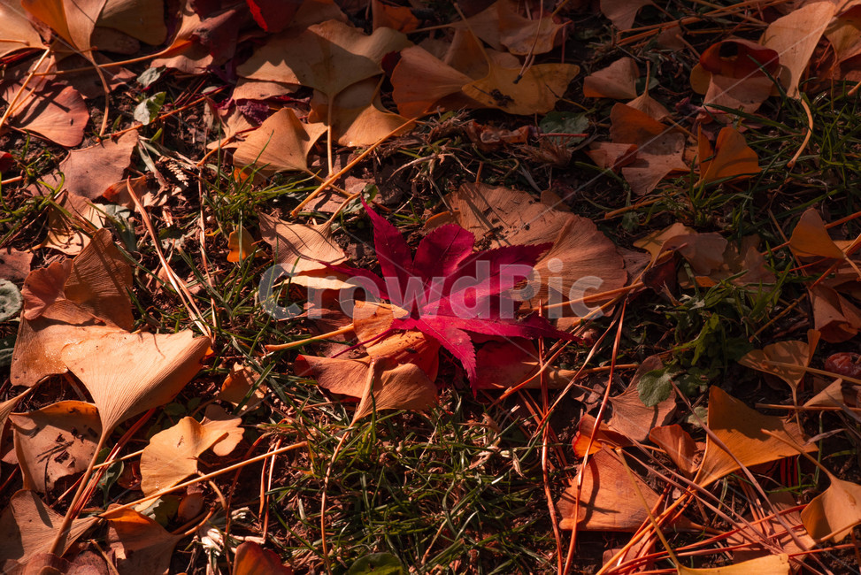가을,배경,가을느낌,자연,자연풍경,가을배경,leaf,잎,plant,식물,tree,나무,단풍,단풍잎,가을,계절,fall,autumn,season,식물,자연,plants,nature