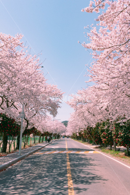 벚꽃,동백꽃,봄꽃,봄,벚꽃터널,마산벚꽃,덕동벚꽃,벚꽃축제,봄,계절,spring,season,자연,풍경,nature,landscape,plant,식물,flower,꽃,blossom,cherry blossom