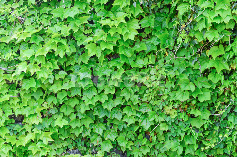 돌담,녹색,식물,패턴,잎사귀,시원한,상쾌한,야외,wall,green,plants,pattern,leaf,cool,fresh,outdoor,식물,자연,plants,nature